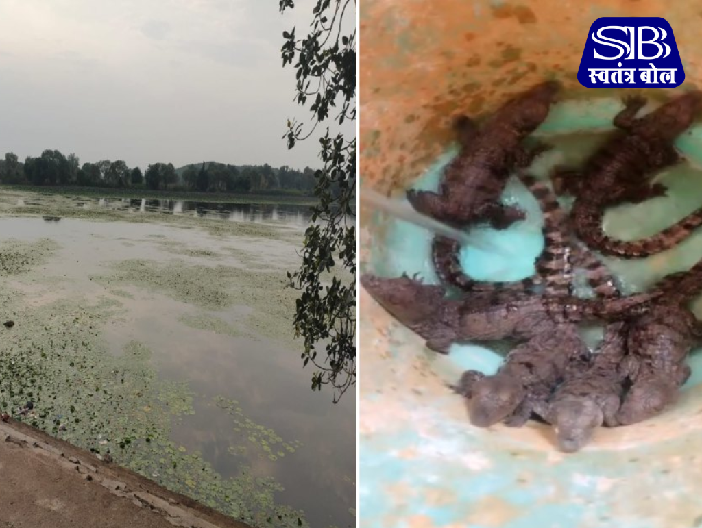 बिलासपुर के रतनपुर स्थित बिकमा तालाब के किनारे मिले मगरमच्छ के 6 बच्चे, जिन्हें वन विभाग की टीम ने रेस्क्यू कर खूंटाघाट डैम में सुरक्षित छोड़ा।